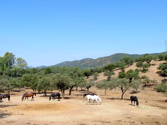 2215 Maras World of Horses,  Andalusien, Cordoba, Espiel, Finca, Pferdehaltung zu verkaufen