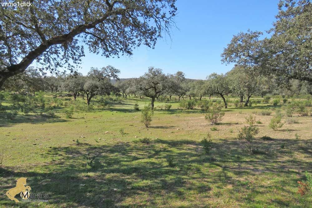 Finca, Dehesa mit Korkeichen, Andalusien, Sevilla, Huelva zu verkaufen