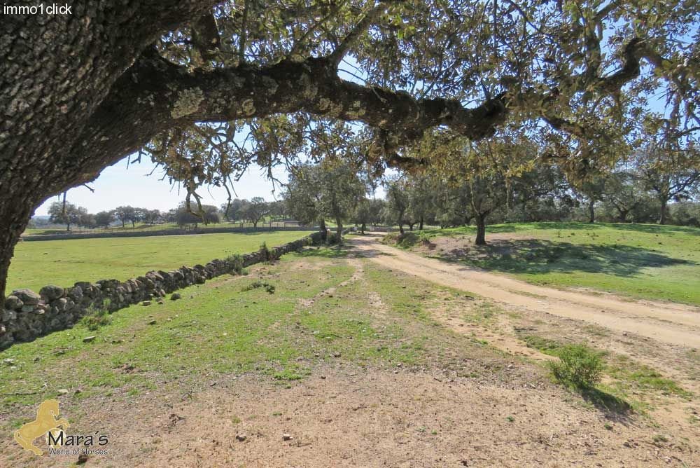 Finca, Dehesa mit Korkeichen, Andalusien, Sevilla, Huelva zu verkaufen 