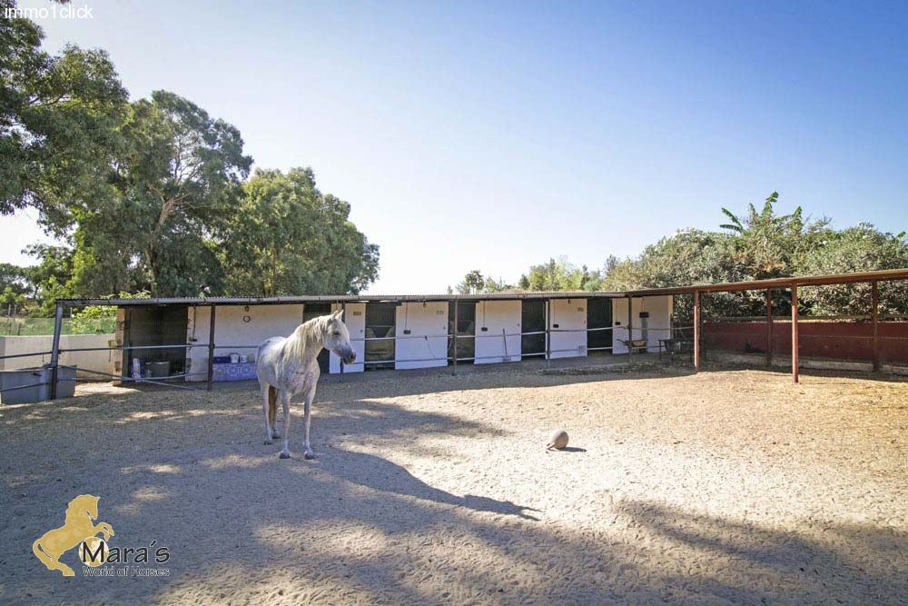 house with pool, horseboxes, Andalusia, Sevilla, near Coto Donana for sale