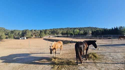 2523SS spain, alicante, monovar, guest ranch, finca for sale