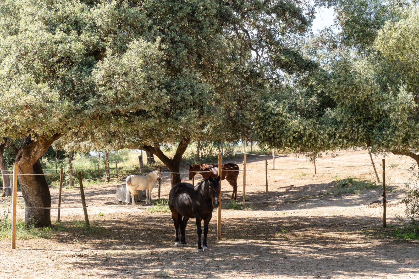 2527 andalucia, ronda, horse, riding stable, finca for sale