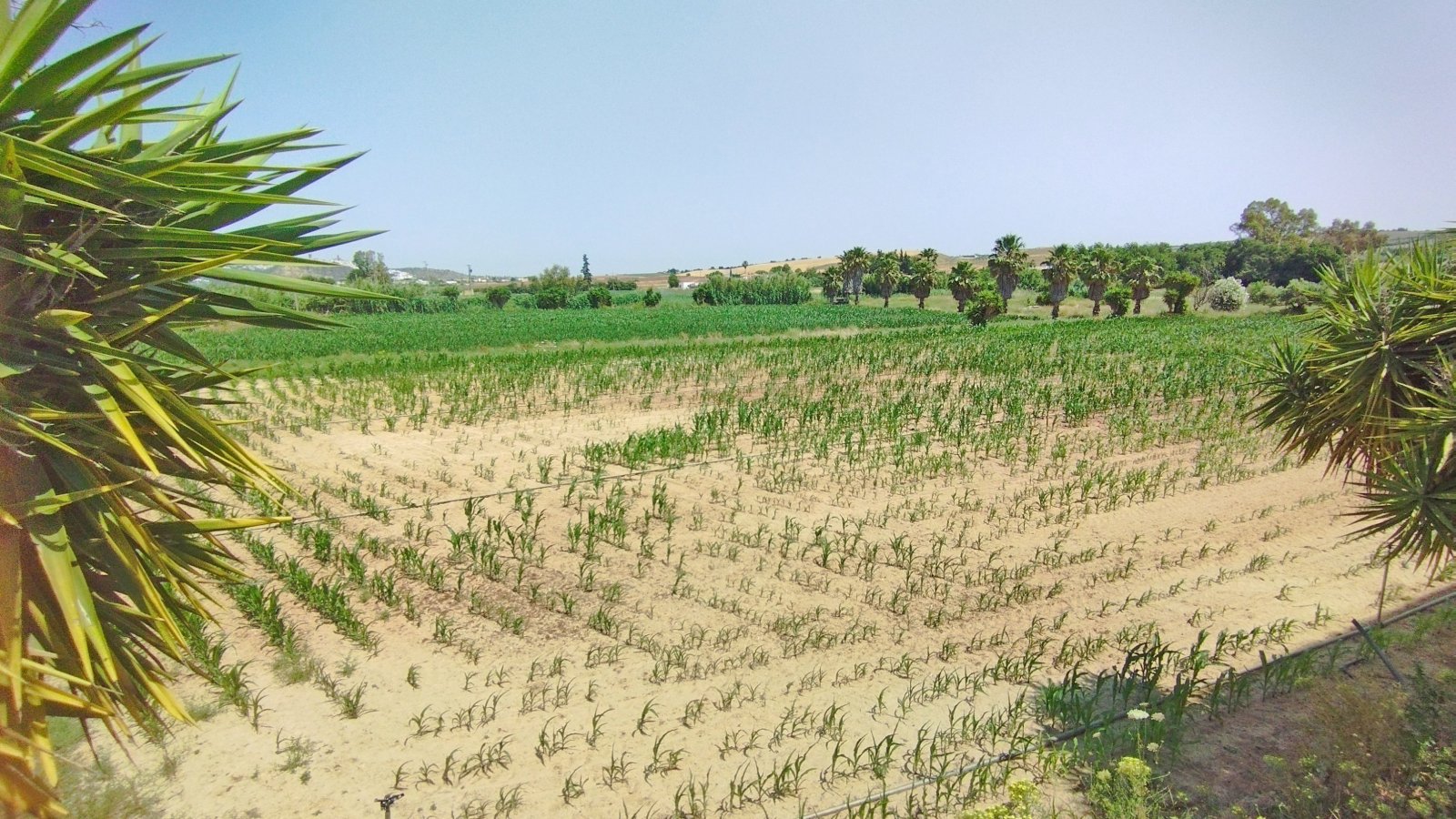 2536M Andalusia, Arcos de la Frontera, finca with warehouses, bullring, house, event location for sale
