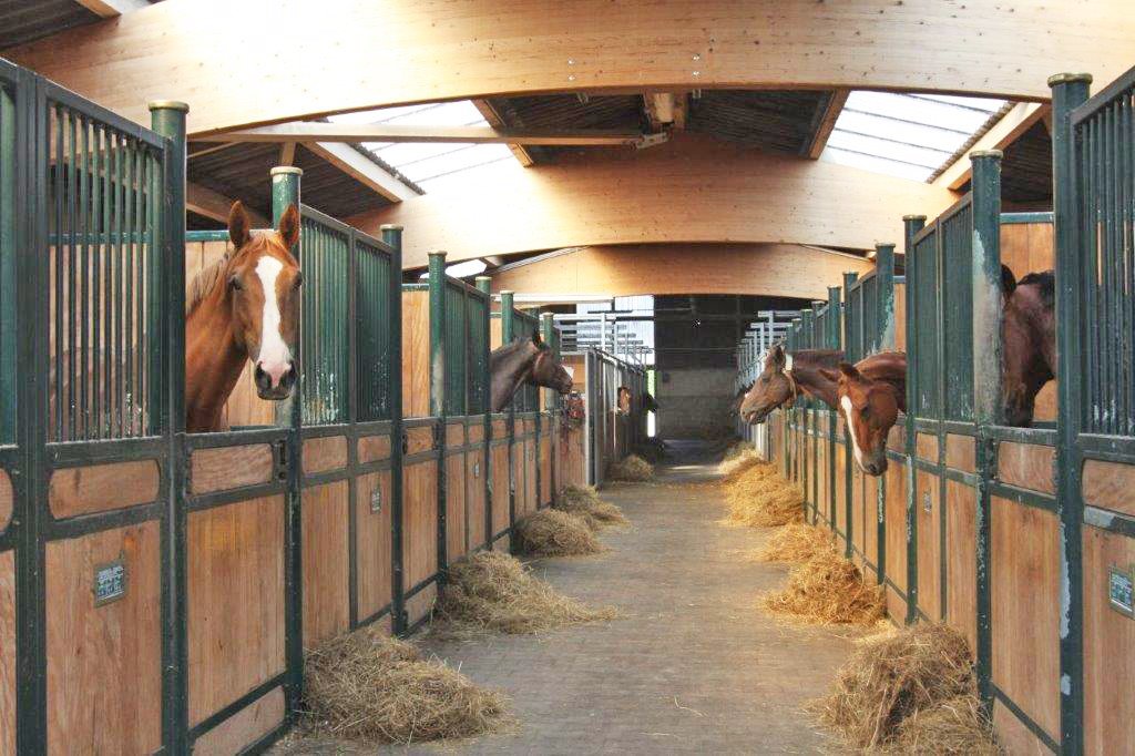2538MP France, Vosges, Epinal, stud farm, equestrian center for sale