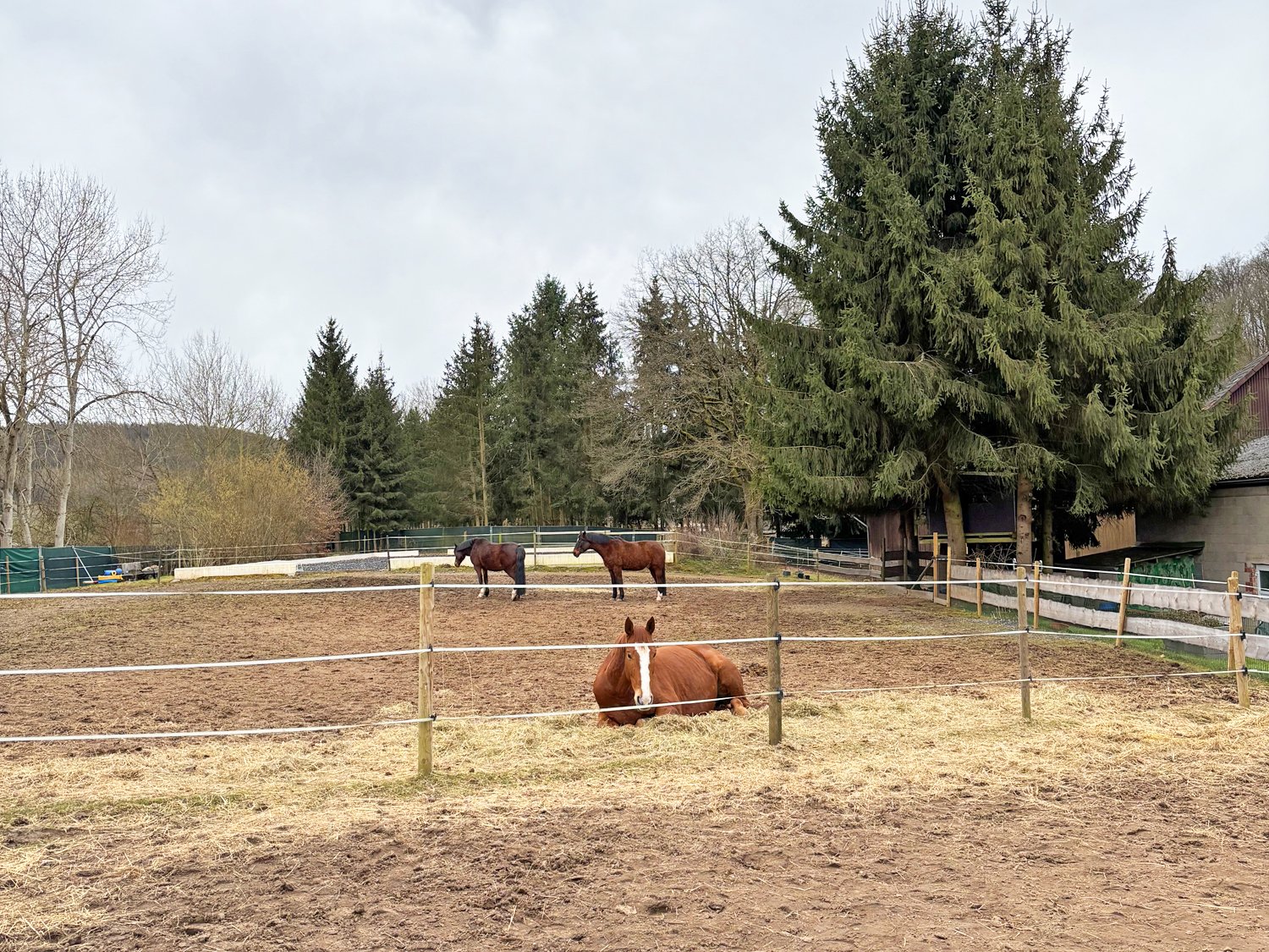 Germany, 2539 Hessen, Vogelsbergkreis, Schlitz, house with horse stable and riding arena for sale