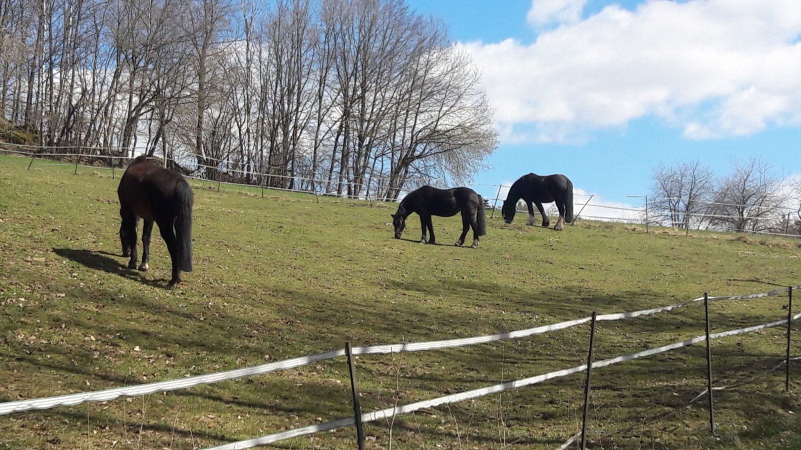 2549 Bavaria, Upper Palatinate, Cham district, Zell, house with stream, swimming pond, open stable for sale