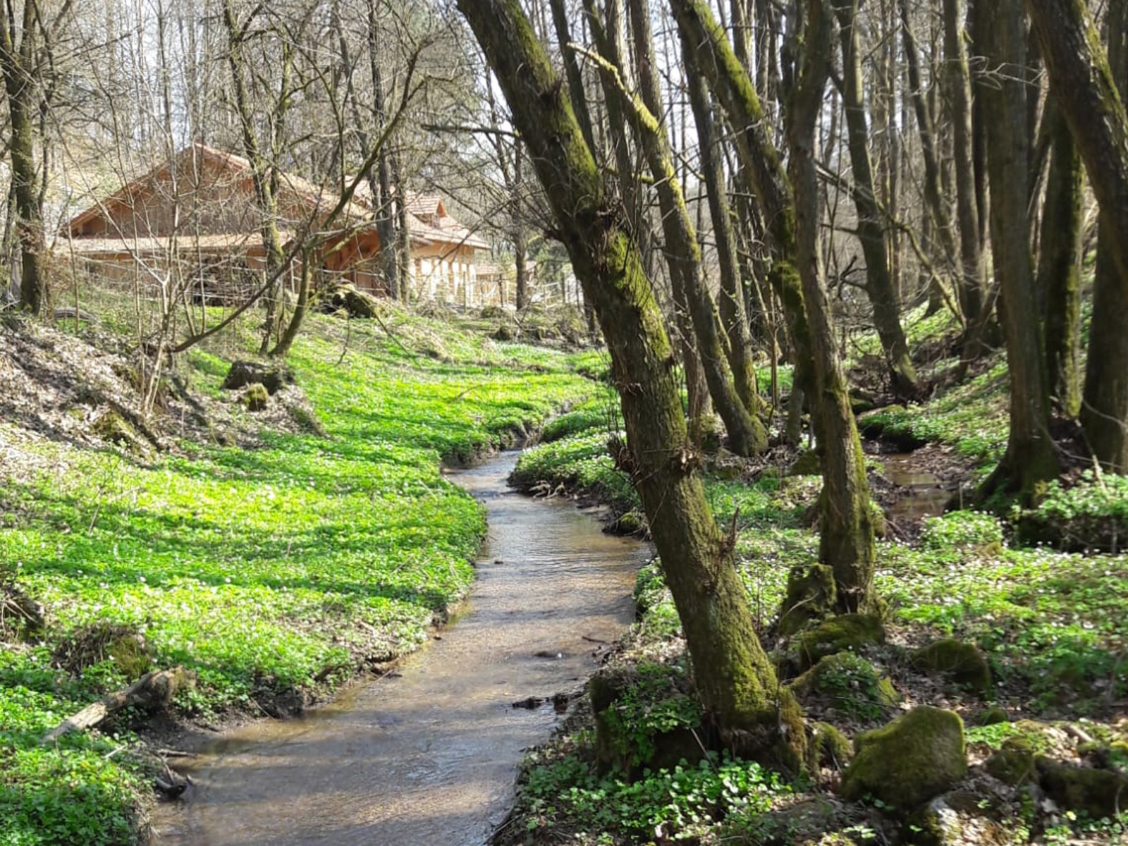 2549 Bavaria, Upper Palatinate, Cham district, Zell, house with stream, swimming pond, open stable for sale