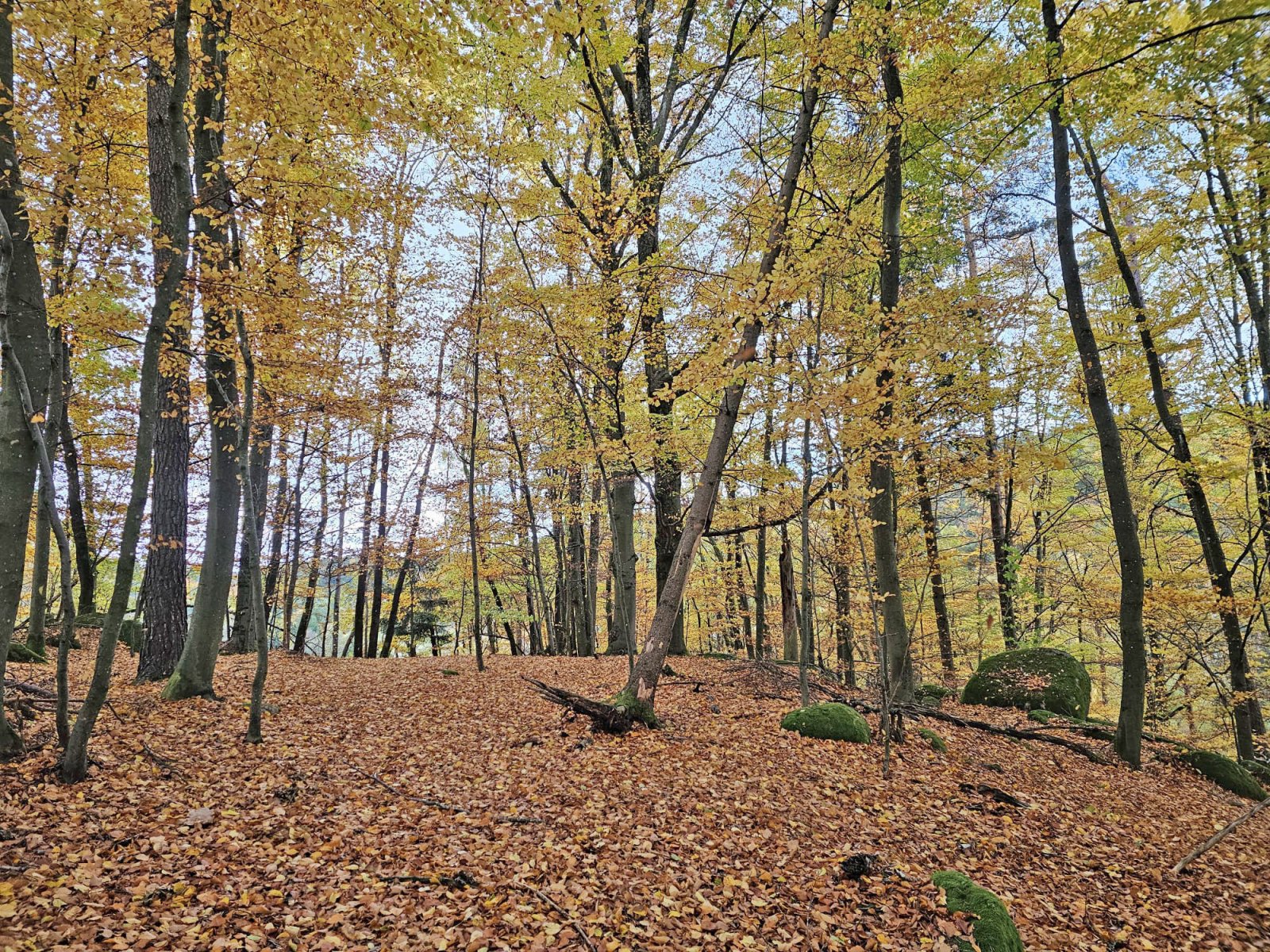 2549 Bavaria, Upper Palatinate, Cham district, Zell, house with stream, swimming pond, open stable for sale