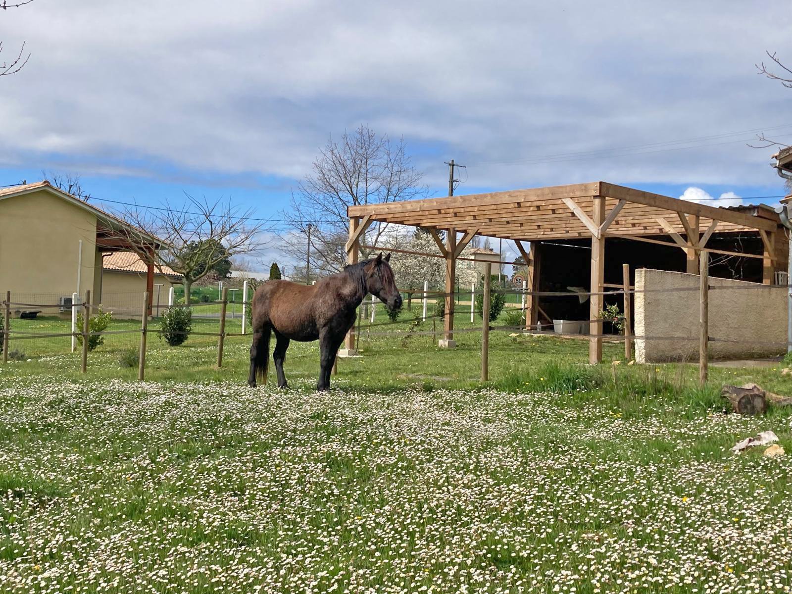 2609 Southwest France, Saint-Emilion, house for horse lovers for sale 2609 Southwest France, Saint-Emilion, house for horse lovers for sale