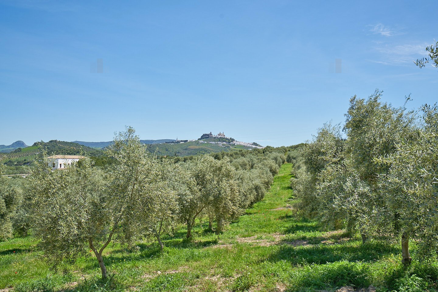 2614KN Andalusia, province of Cadiz, Olvera, finca, pool, olives for sale